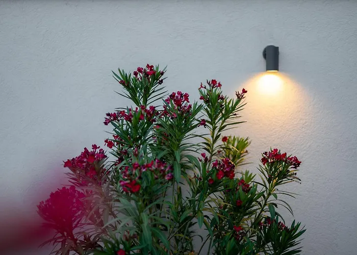 Kollar D - Prenociste *